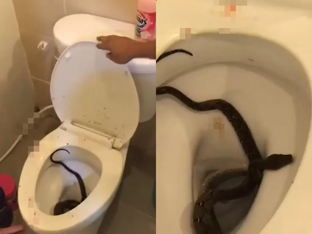 Ular yang menggigit penis pria yang main hp saat duduk di toilet. (photo/Youtube/ViralPress)