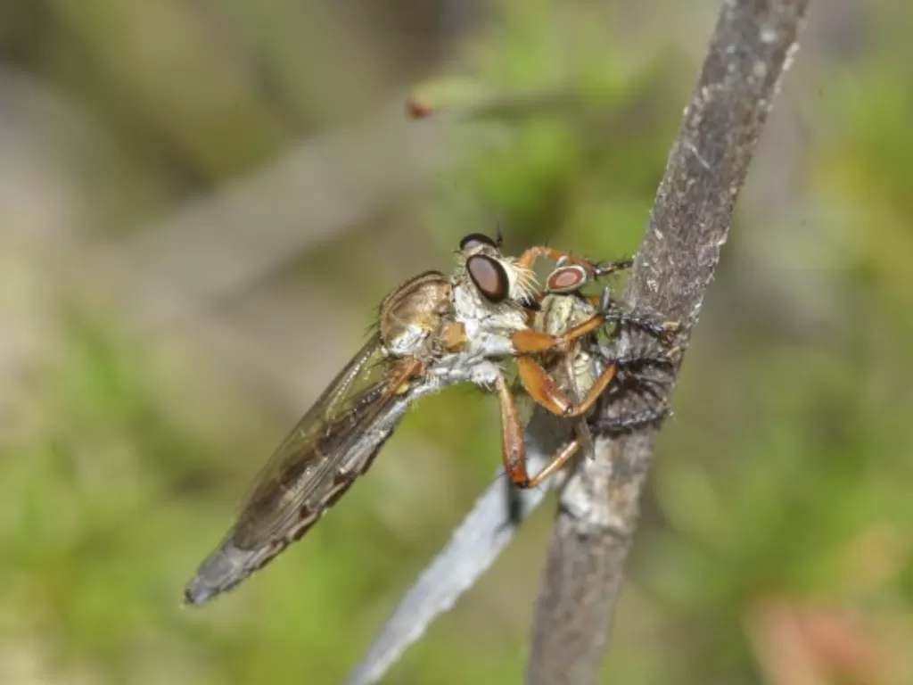 Lalat pembunuh yang menyuntik air liur berbisa pada mangsa. (si.edu/ Jean dan Fred Hort)