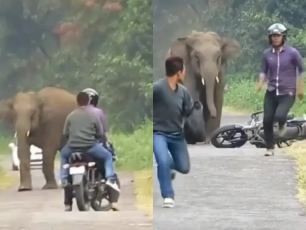 Cuplikan pria yang dikejar oleh gajah saat  sedang mengendarai sepeda motor. (photo/TikTok/rocksaigon81)