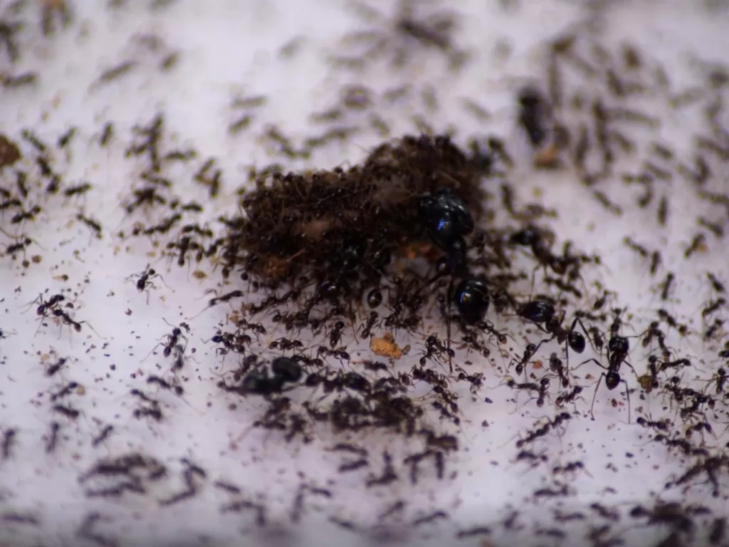 Ternak semut oleh pengusaha Singapura. (REUTERS/Joseph Campbell)