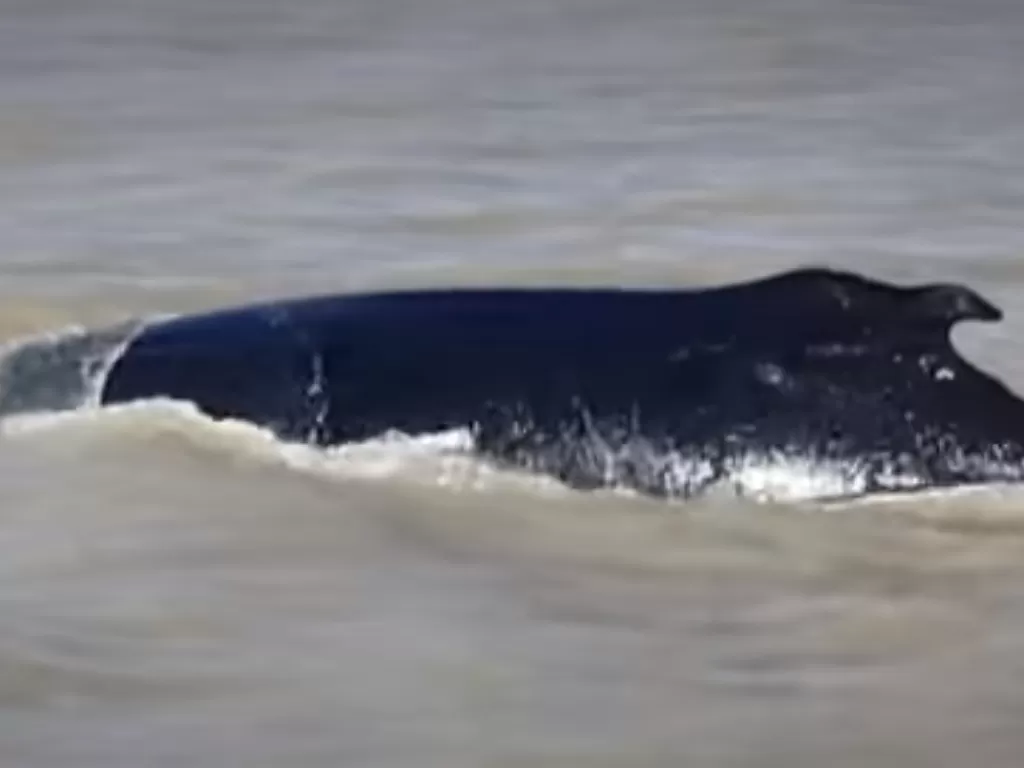 Paus bungkuk berenang di sungai Australia penuh buaya. (Travel and Leisure)