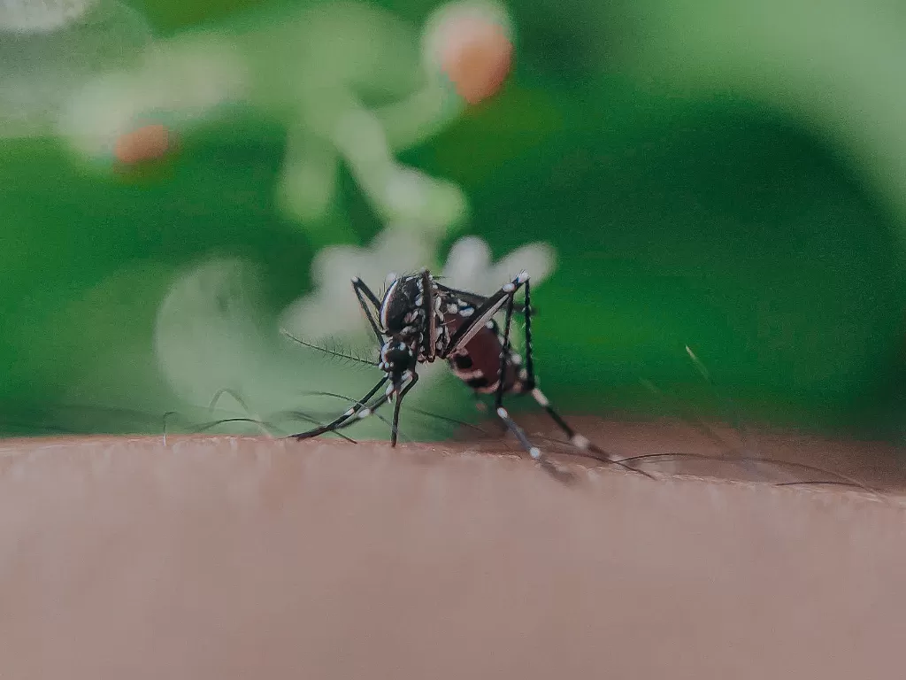 Ilustrasi nyamuk demam berdarah (Pexels/Anuj)