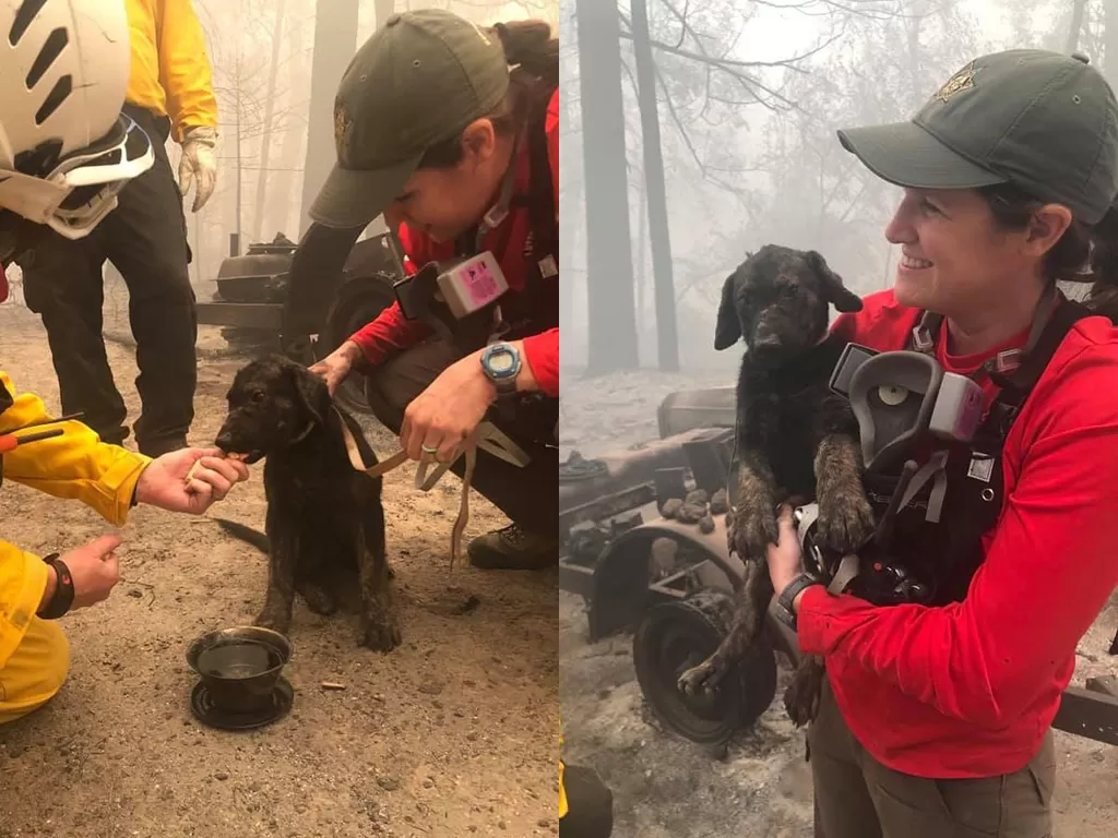 Saat pemadam yang temukan anjing yang selamat dari kebarakan hutan. (photo/Facebook/Kantor Sheriff Butte County)