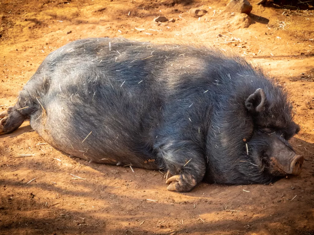 Ilustrasi babi hutan. (Pexels/Magda Ehlers)