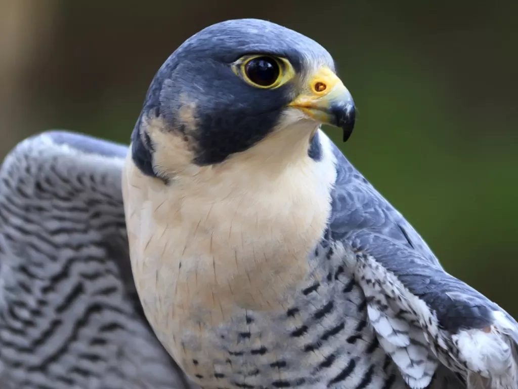 Peregrine Falcon. (around.uoregon.edu)