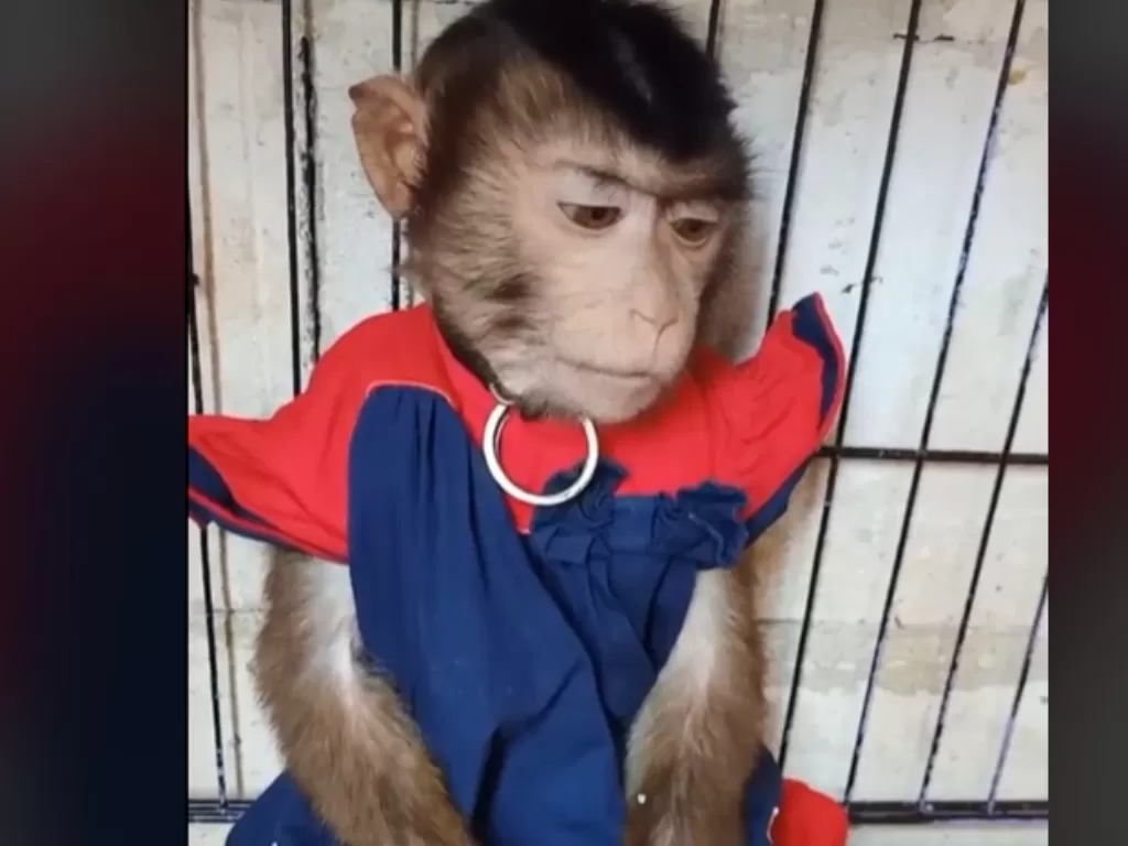 Monyet nampak dipakaikan baju bayi perempuan (Tiktok)