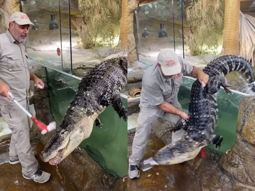 Cuplikan pria yang coba berikan makan alligator yang ganas. (photo/TikTok/@thereptilezoo)