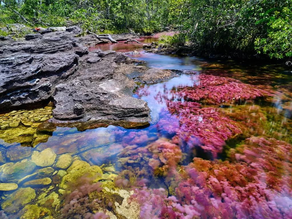 Cano Cristales, sungai warna-warni di Kolombia.