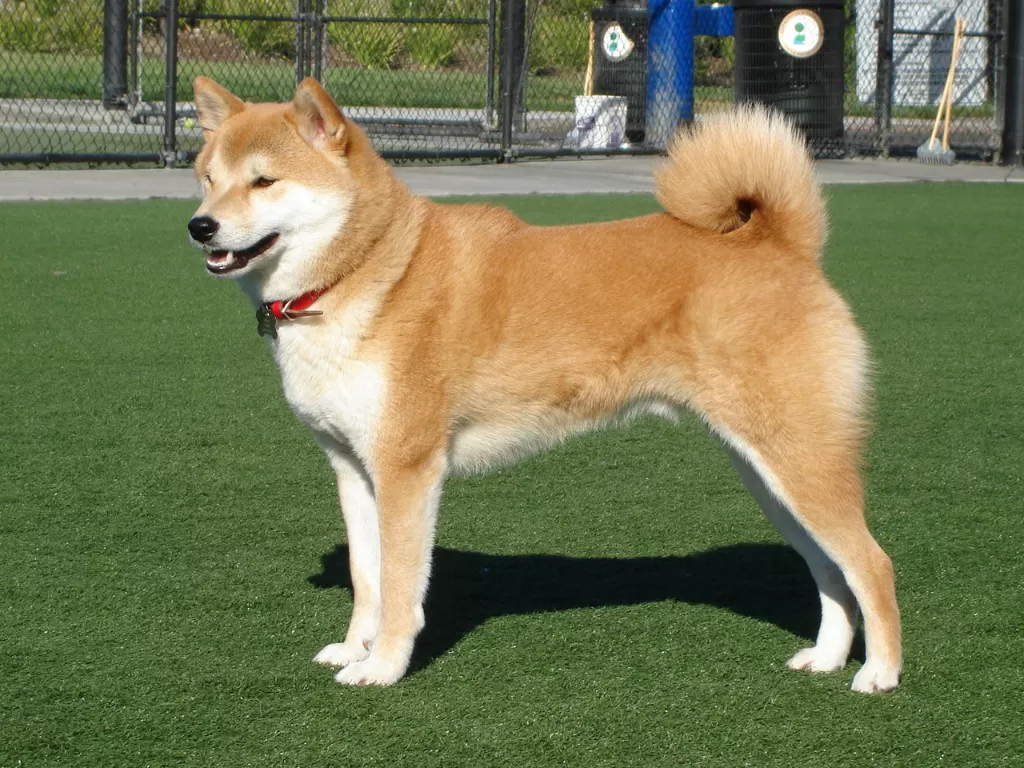 Anjing Shiba Inu (Wikipedia)
