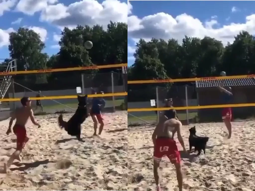  Cuplikan video saat anjing bermain voli pantai bersama manusia. (photo/Instagram/@cctv_idiots)