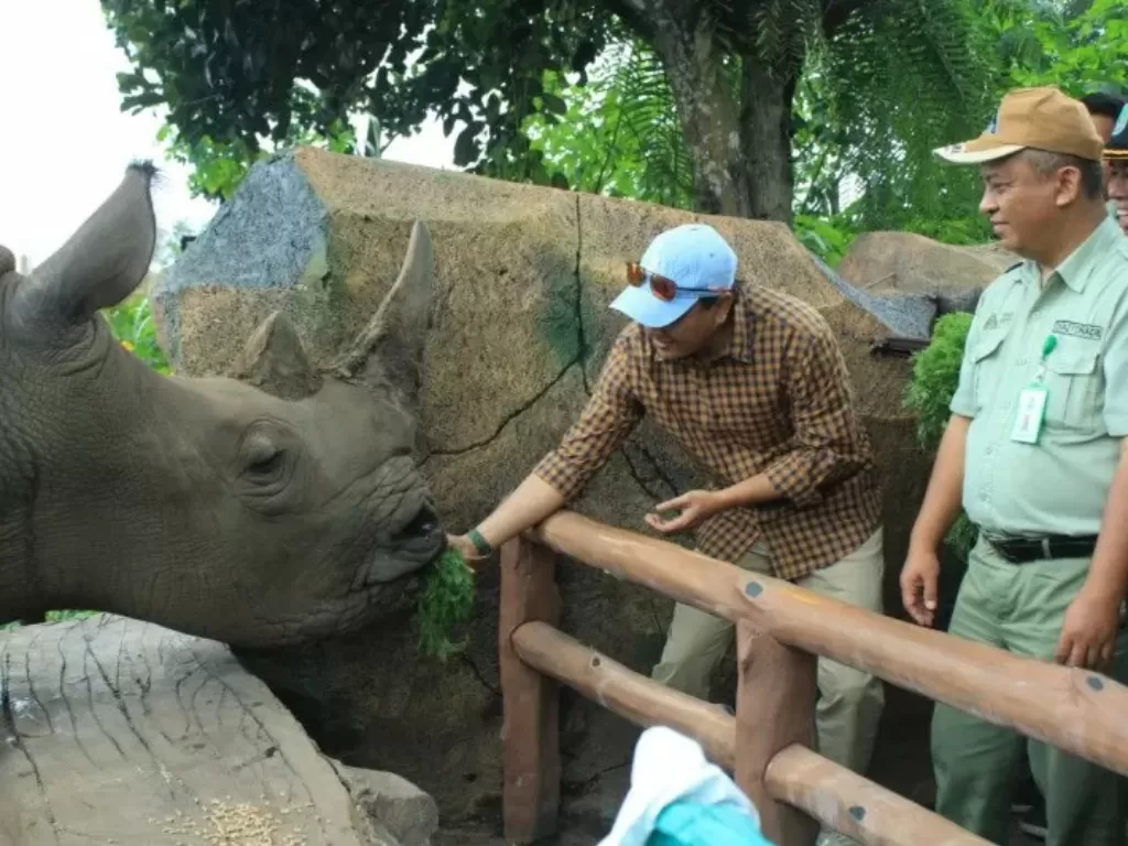   Aktivitas baru tersebut bertajuk Feeding Rhino, yakni memberi makan Badak Sumatera di Baobab Safari Resort di Pasuruan, Jawa Timur. (Photo/Antarajatim/TSI Prigen/IS)
