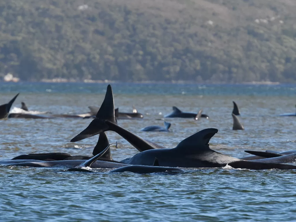 Sekelompok paus, yang diyakini sebagai paus pilot, terlihat terdampar di atas pasir di Pelabuhan Macquarie (REUTERS/STRINGER)