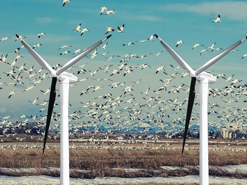 Ilustrasi turbin angin dan burung-burung. (Unsplash/euronews)