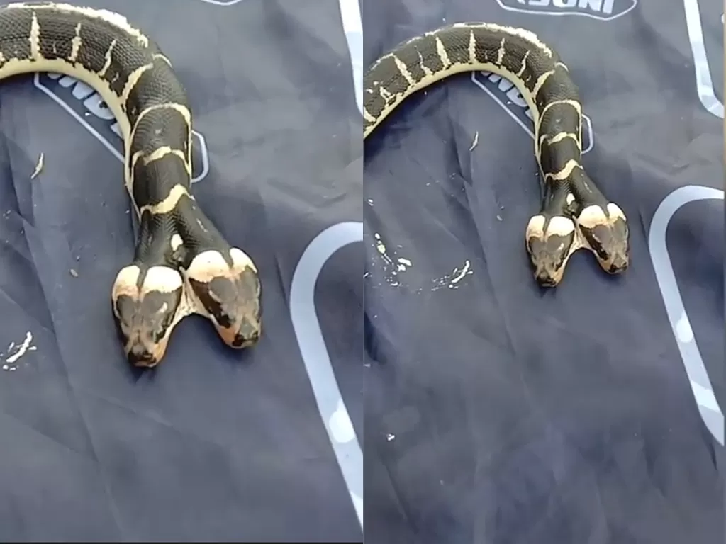 Cuplikan ular berkepala dua di Thailand. (photo/Youtube/ViralPress)
