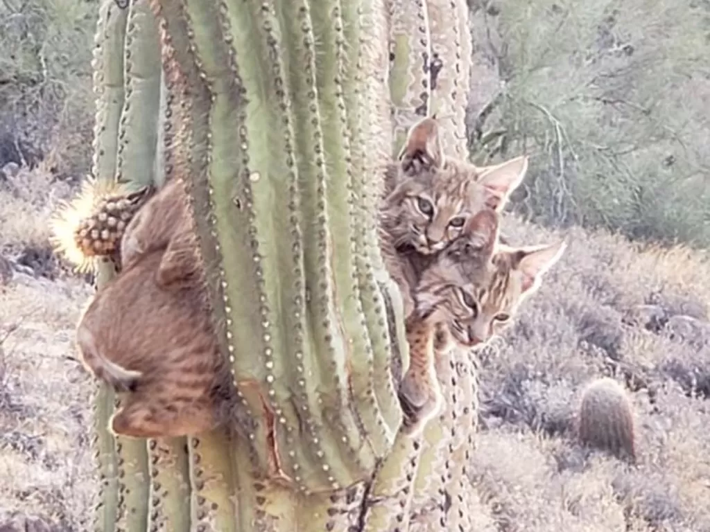 Dua ekor kucing menempel di pohon kaktus di Arizona. (photo/Twitter/@azgfd)
