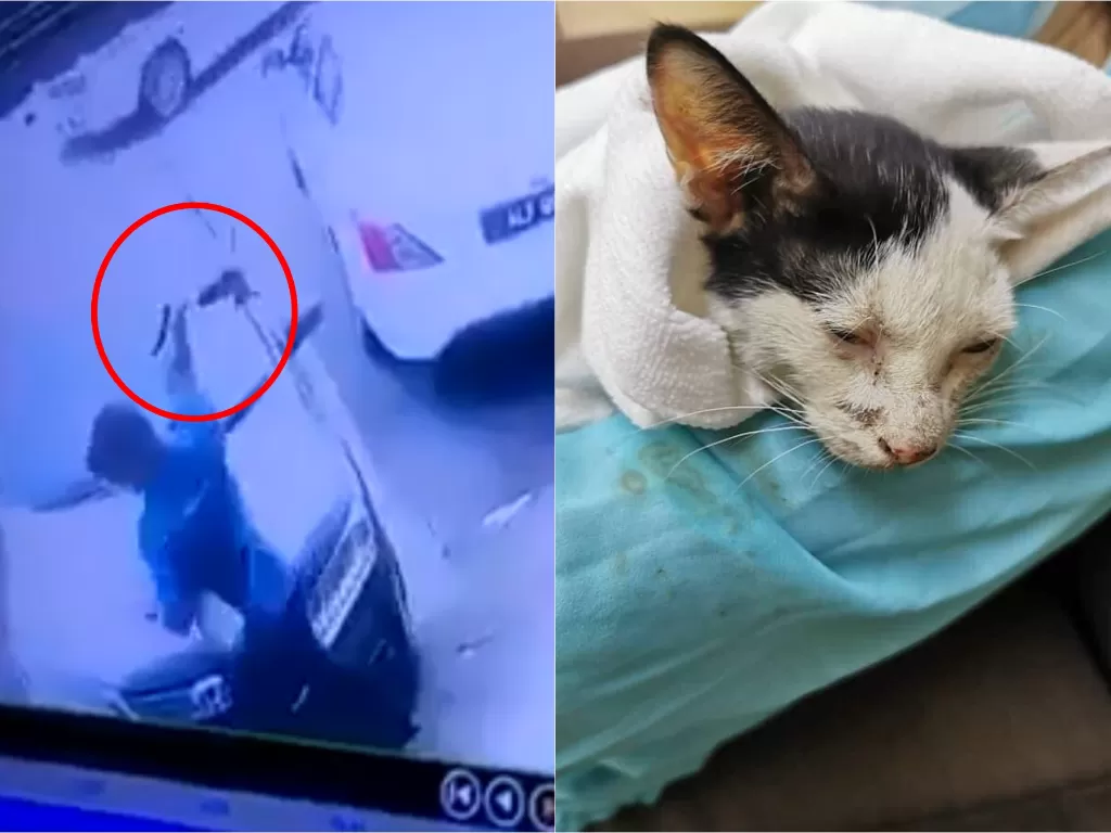 Pria banting kucing karena naik mobilnya (Facebook)