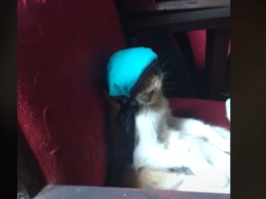 Kucing dipakaikan topi oleh cewek yang memeliharanya (Tiktok)