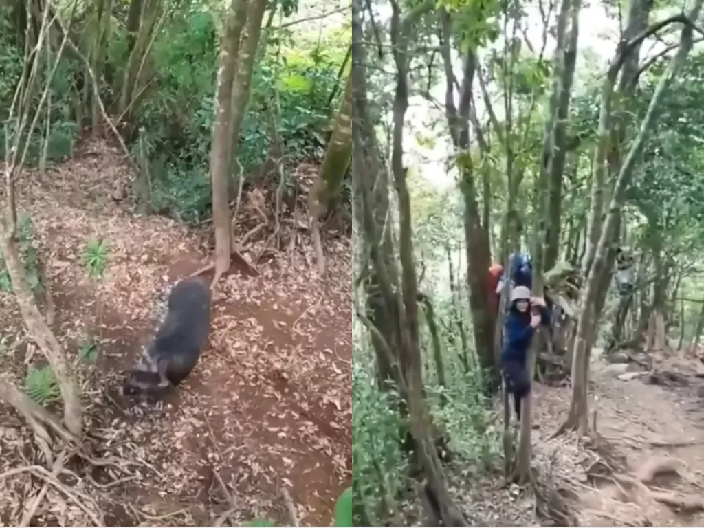Cuplikan video sekelompok pemuda yang sedang asik mendaki malah dikejar babi liar di hutan. (photo/Instagram/@ajengsayuningtyass)