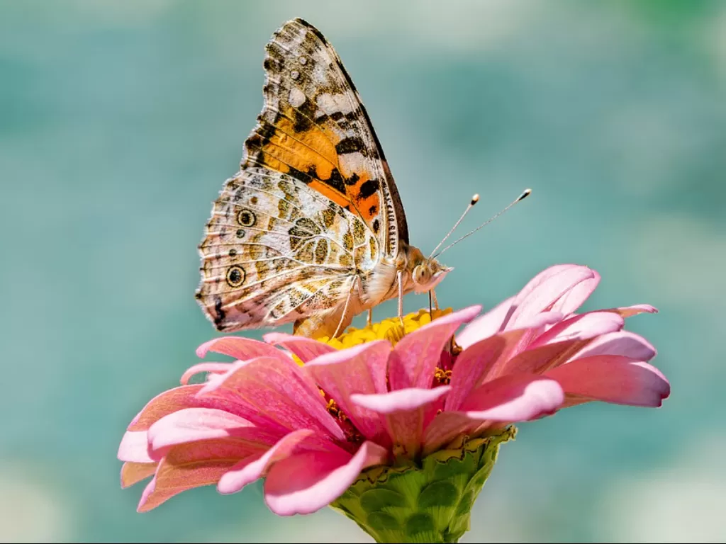 Kupu-kupu. (Pixabay/Kookay)