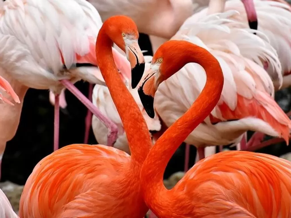 Burung Flamingo. (Pixabay/Alexas_Fotos)