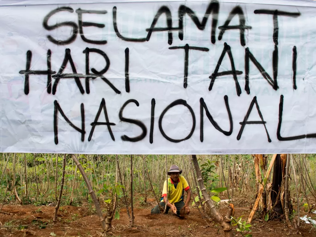 Petani merawat lahan pertanian singkong saat aksi simpatik di Lembang, Kabupaten Bandung Barat, Jawa Barat, Kamis (24/9/2020). ANTARA FOTO/M Agung Rajasa