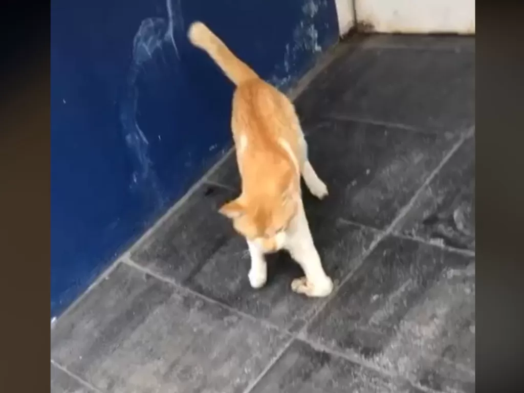 Kucing dengan kondisi kaki patah (Tiktok)