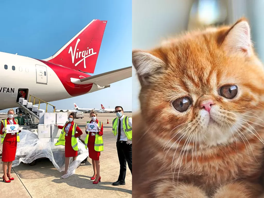 Ilustrasi pesawat Virgin Australia (kanan), kucing berhidung pesek (kiri). (thestar.com/pinterest.com)