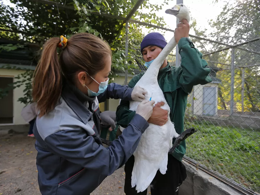 Penjaga kebun binatang memvaksinasi angsa whooper di kebun binatang (REUTERS/Pavel Mikheyev)