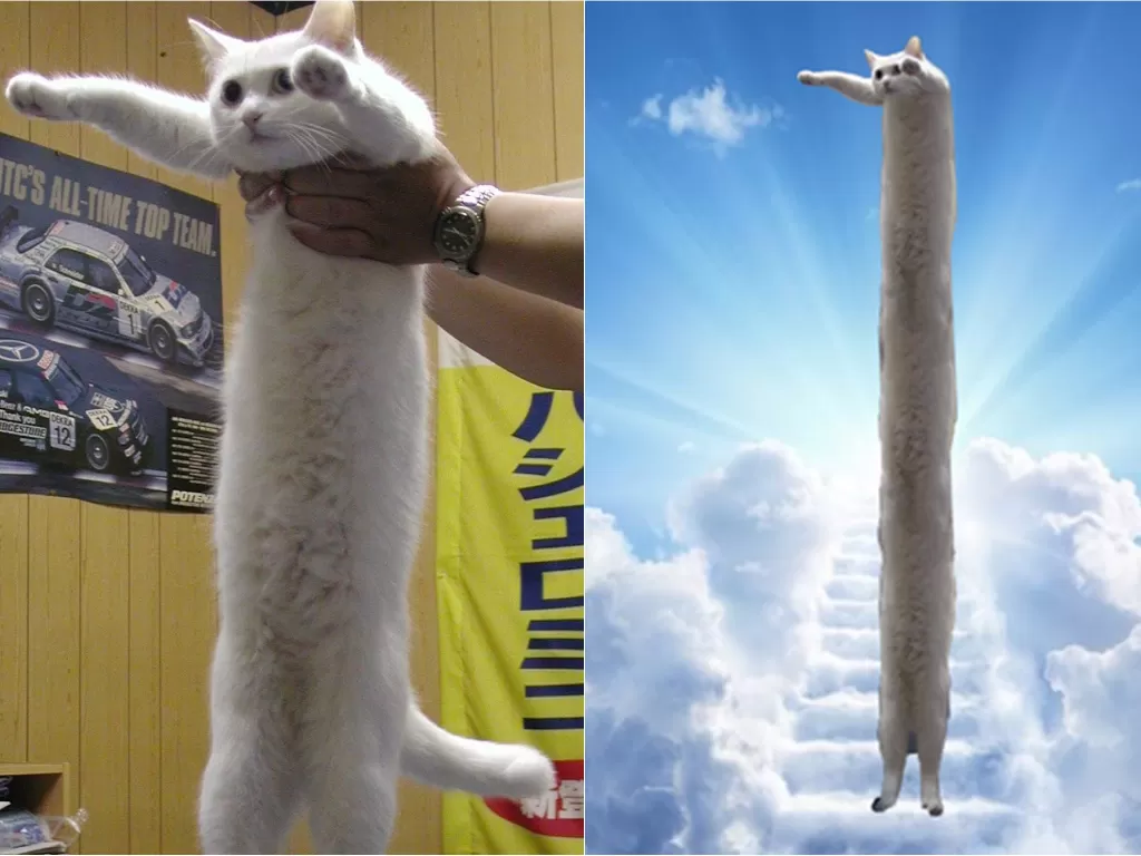 Kiri: Nobiko, kucing putih dengan tubuh panjang (Twitter/@miyabi_2222) / Kanan: Meme Longcat (Knowyourmeme)