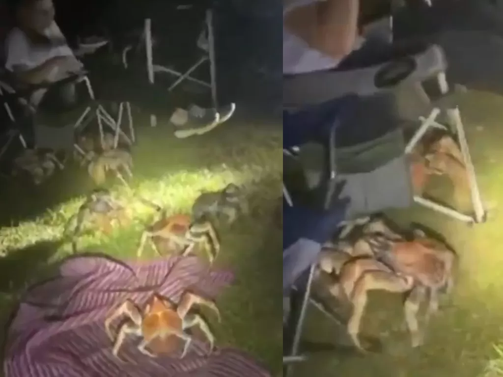Cuplikan video keluarga diserang kepiting raksasa saat berkemah. (The Sun)