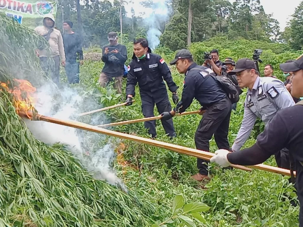 Ladang ganja di Aceh dimusnahkan. (Dok. Direktorat Tindak Pidana Narkoba Bareskrim Polri)
