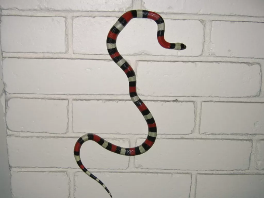 Ilustrasi ular merayap di dinding vertikal. (aaanimalcontrol.com)