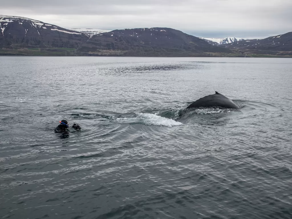 Berenang dengan paus bungkuk di Islandia. (photo/Travel and Leisure/COURTESY OF BLACK TOMATO)