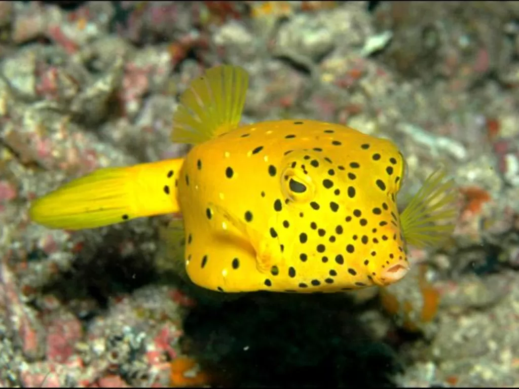  Yellow Boxfish. (crystaldive.com)