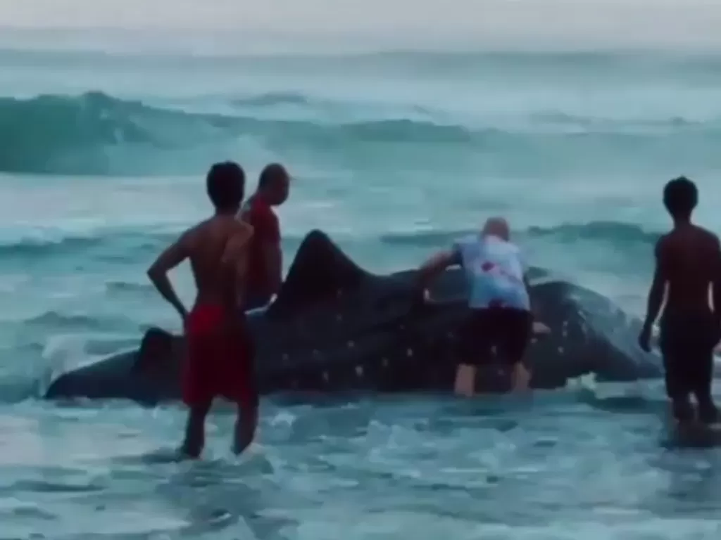 Cuplikan video saat warga mencoba menyelamatkan hiu tutul yang terdampar. (photo/Instagram/@denpasar.viral)