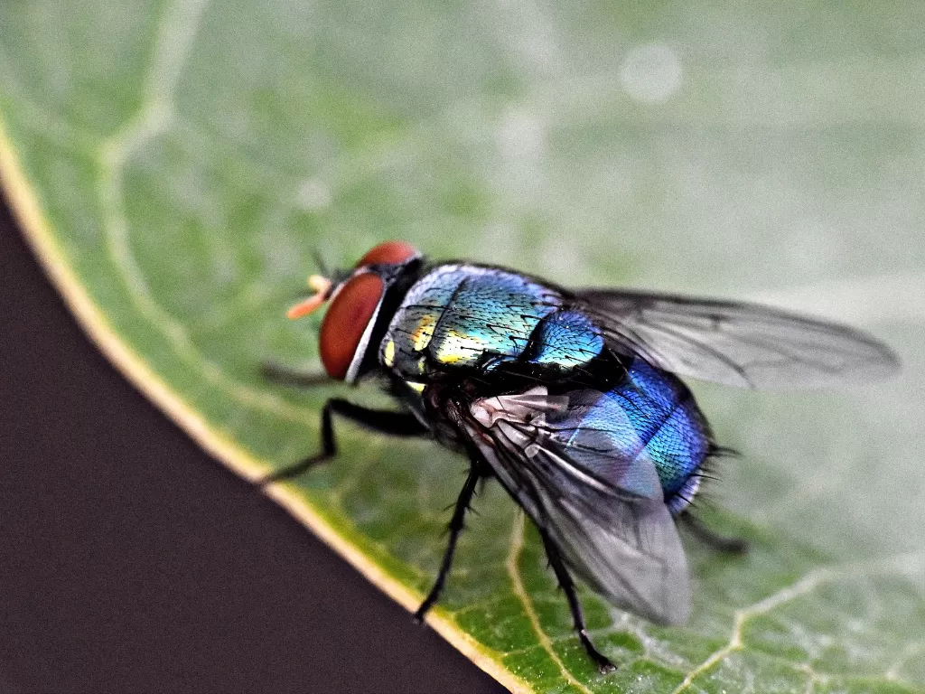 Lalat. (Pixabay/Sandeep Handa)