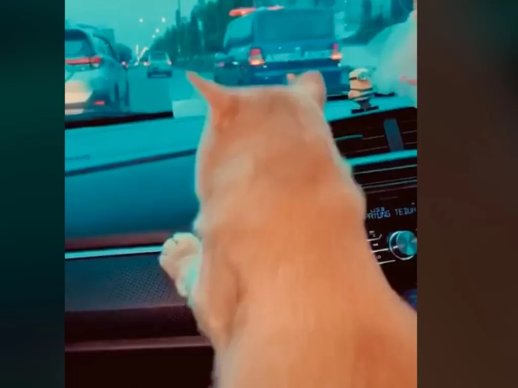 Kucing jatuh di dalam mobil (Tiktok)