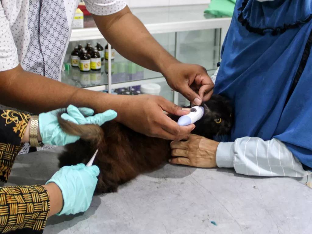Petugas kesehatan hewan memeriksa seekor kucing sebelum menyuntikkan vaksin rabies gratis (ANTARA FOTO/Umarul Faruq)