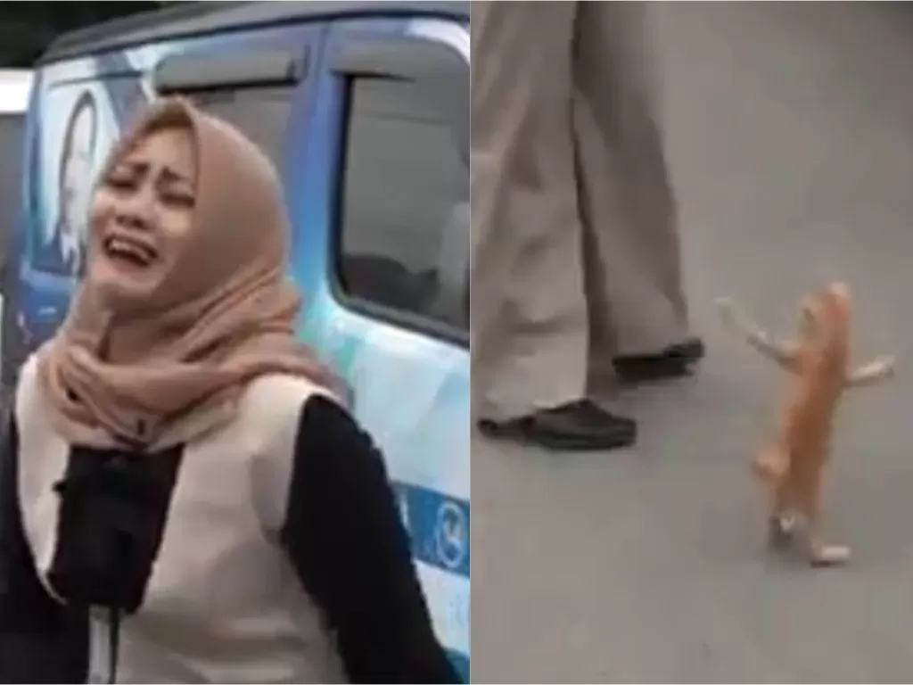 Anak kucing isengi reporter (Screenshot)