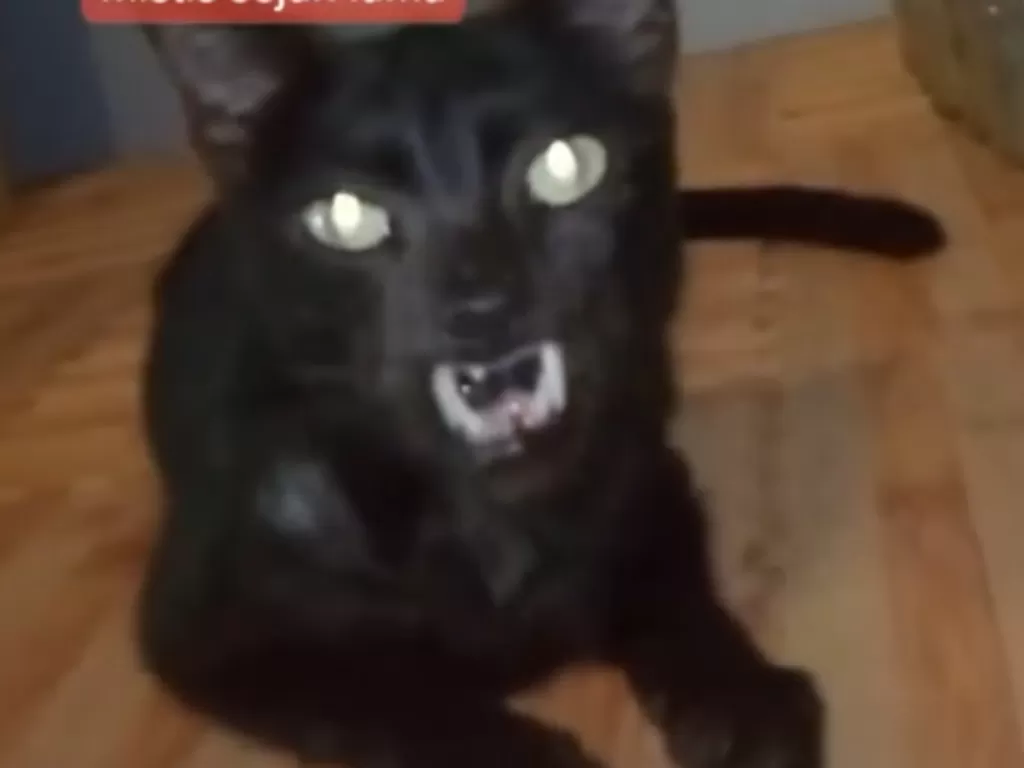 Kucing hitam bertaring (Tiktok)
