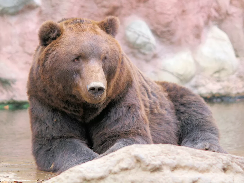 Ilustrasi beruang gemuk. (Unsplash/@veverkolog)