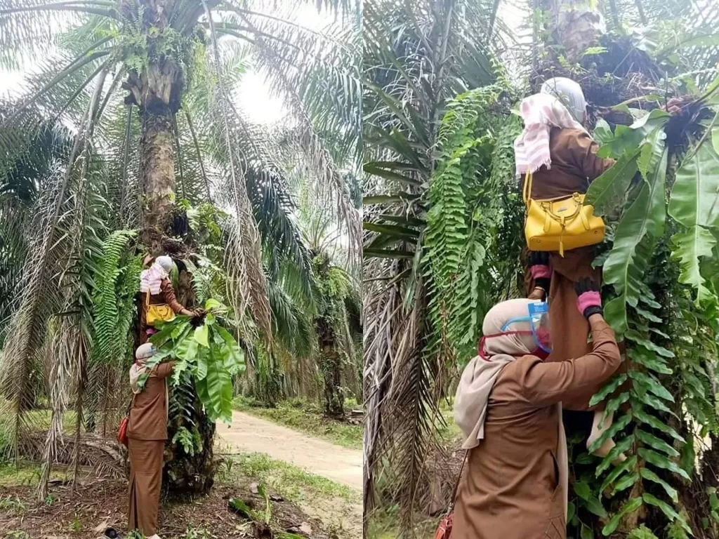 Dua wanita berseragam dinas memanjat pohon kelapa sawit demi mengambil tumbuhan kadaka sarang burung. (Facebook Muhammad Rijal)