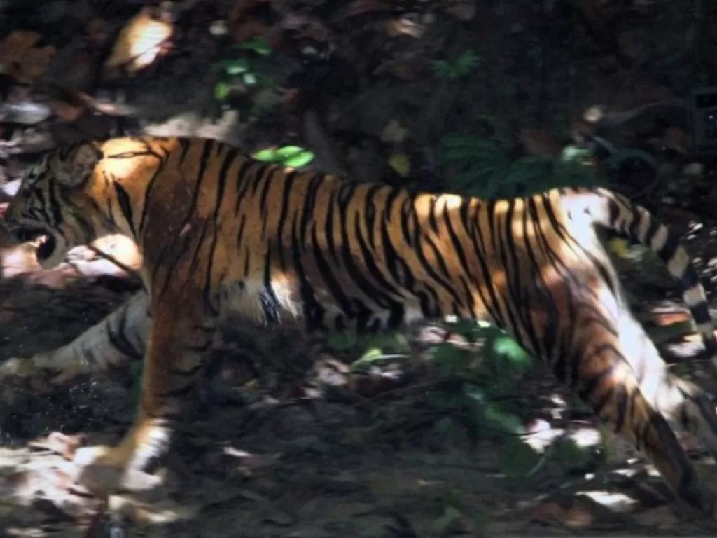 Ilustrasi harimau. (Antara Aceh/Syifa Yulinnas)