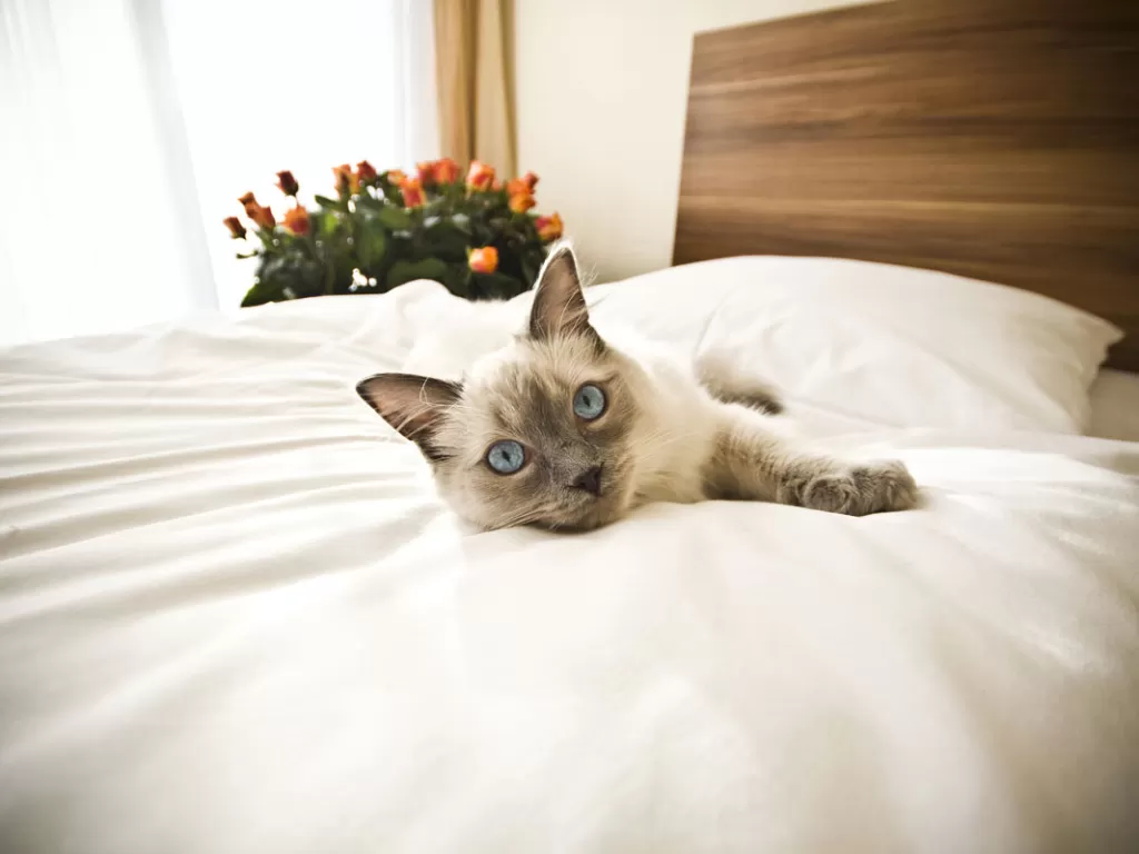 Ilustrasi kucing di kamar hotel. (londonresidentmagazine.com)