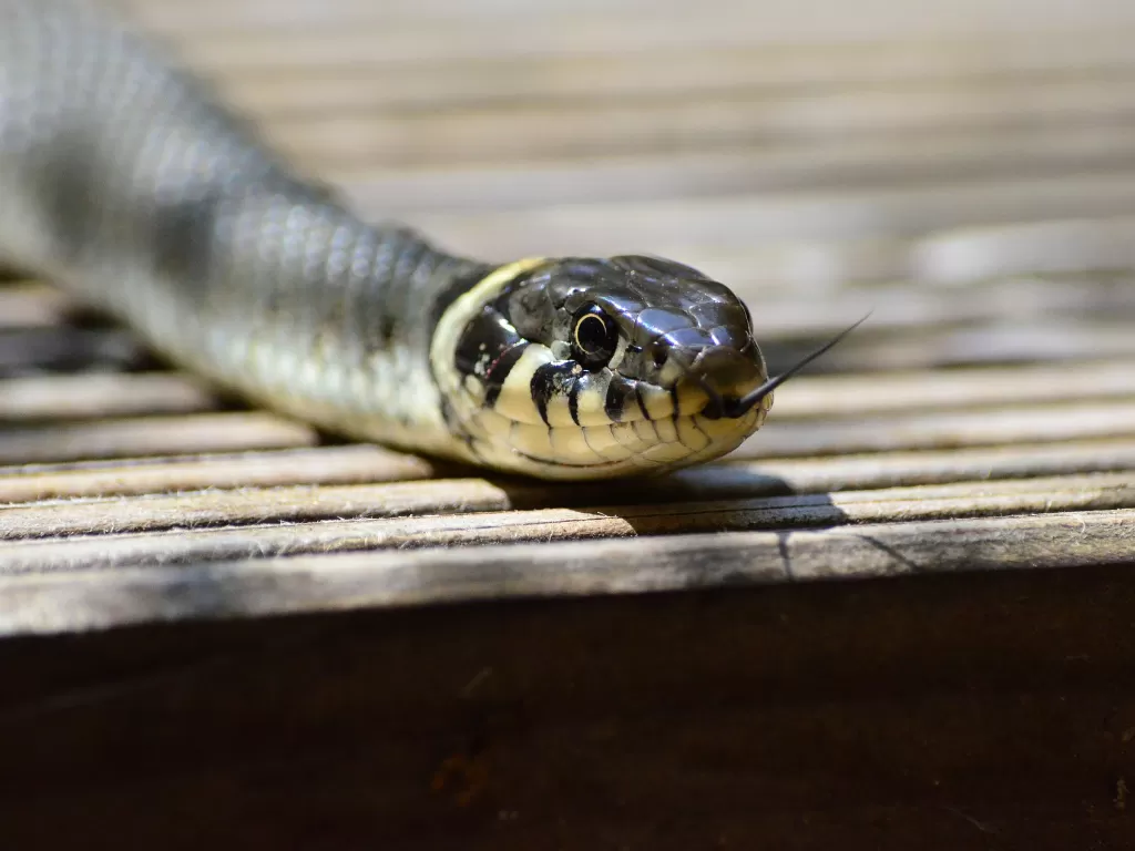 Ilustrasi ular. (Pixabay/Claudia Peters)