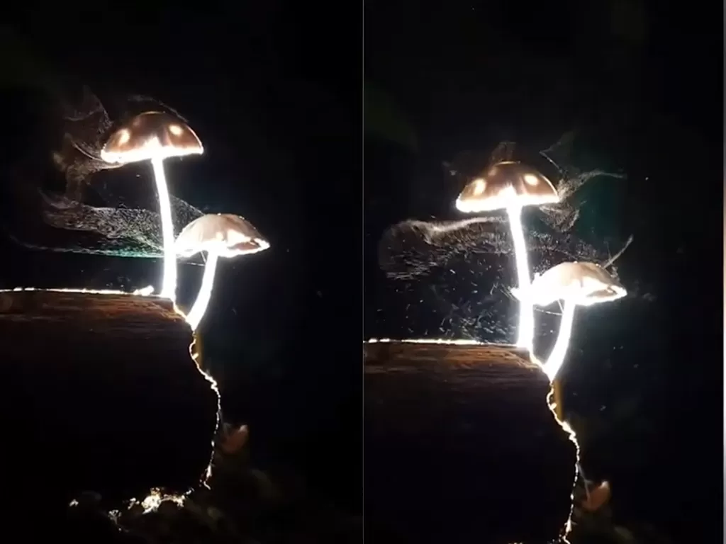 Cuplikan video jamur yang bercahaya di malam hari. (photo/Youtube/Viral Press)