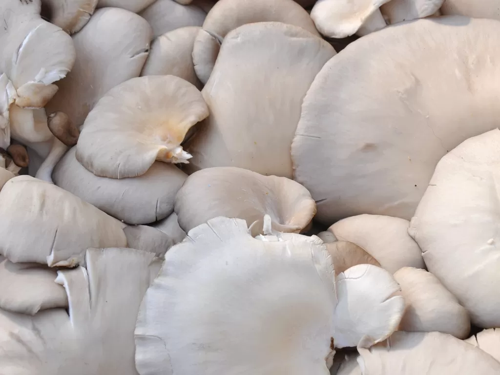 Sejumlah manfaat jamur tiram (Pixabay/Jen? Szabó)