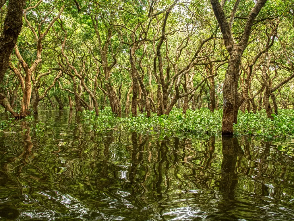 Ilustrasi lahan mangrove. (Photo/Ilustrasi/Pixabay)