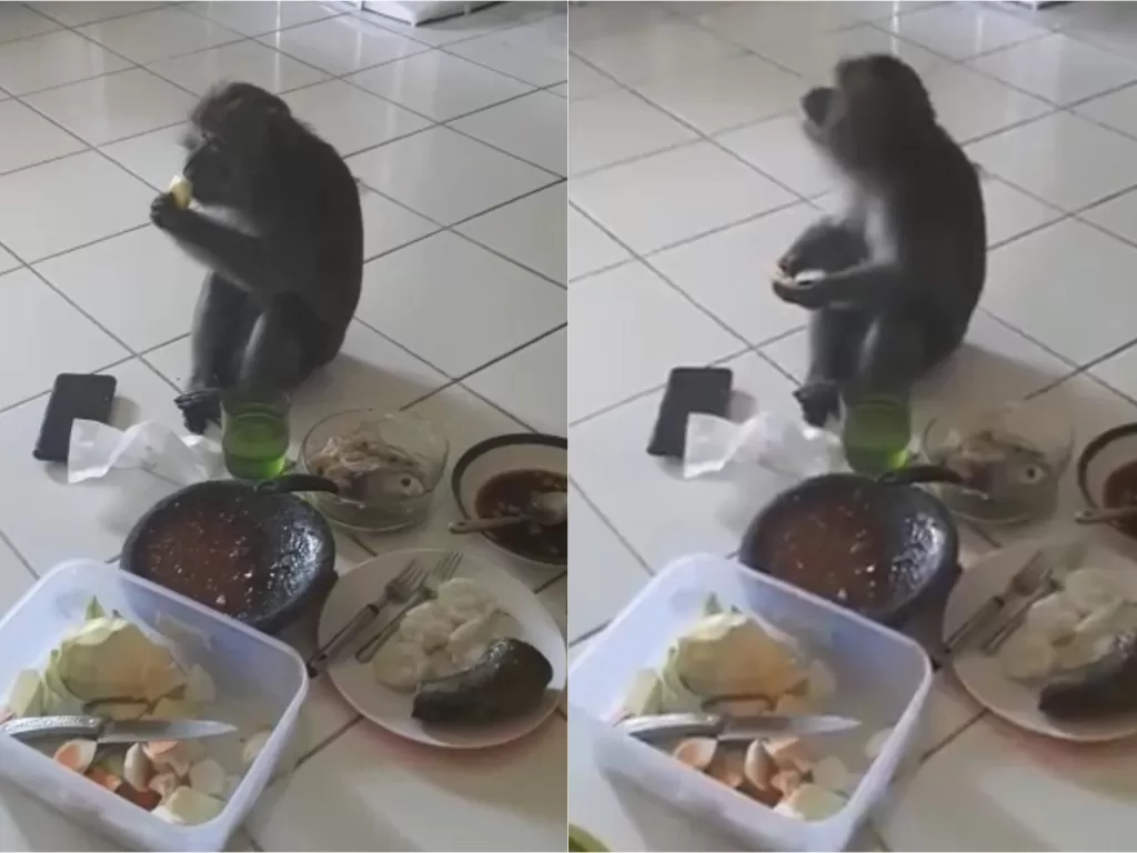 Monyet makan rujak (Twitter/@vikanniper)