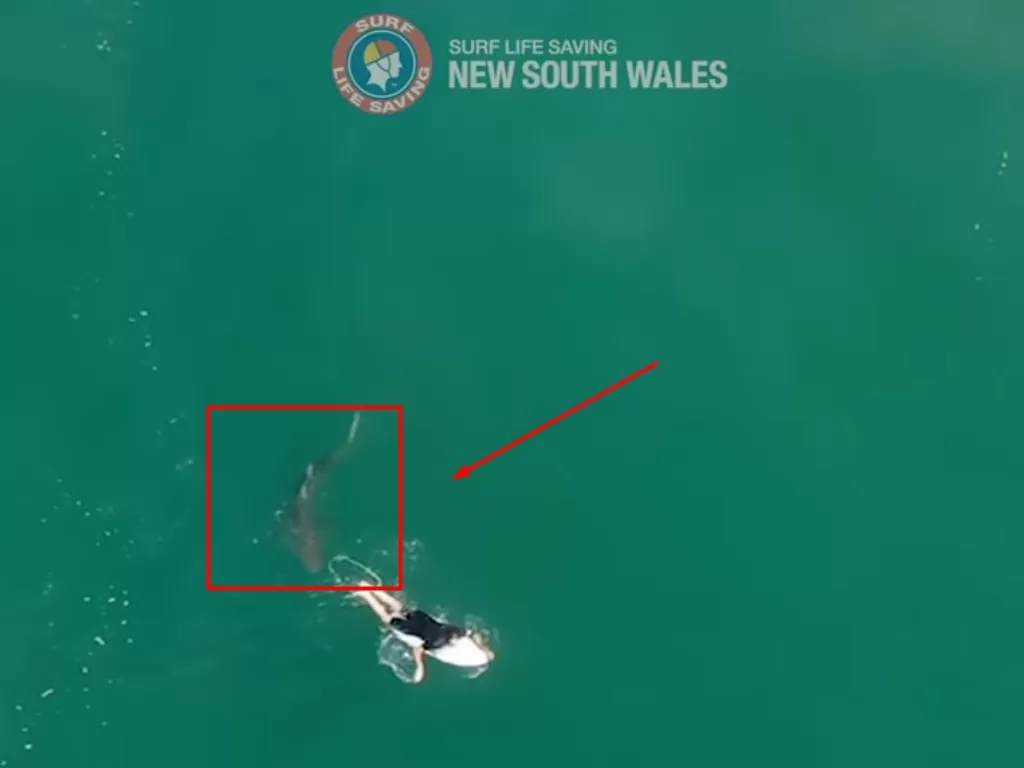 Tangkapan layar hiu yang hampir menyerang Matt Wilkinson (YouTube/Surf Life Saving NSW)
